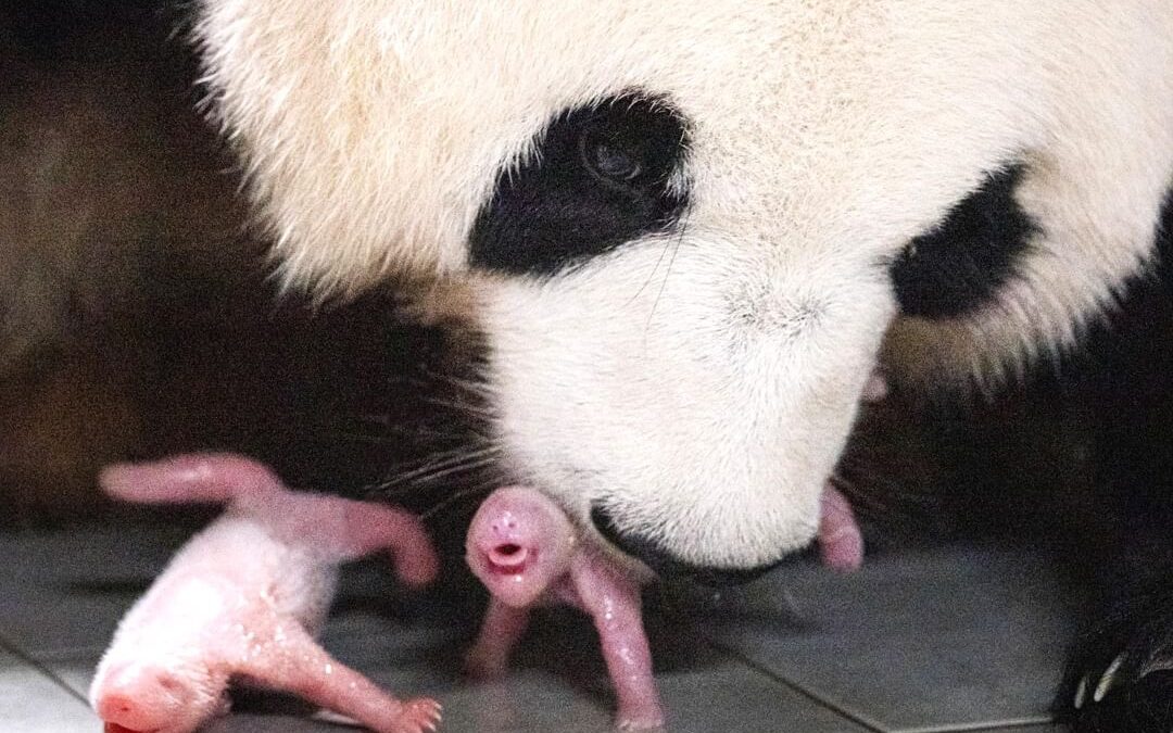 푸바오의 동생, 국내 최초 쌍둥이 판다가 태어났다