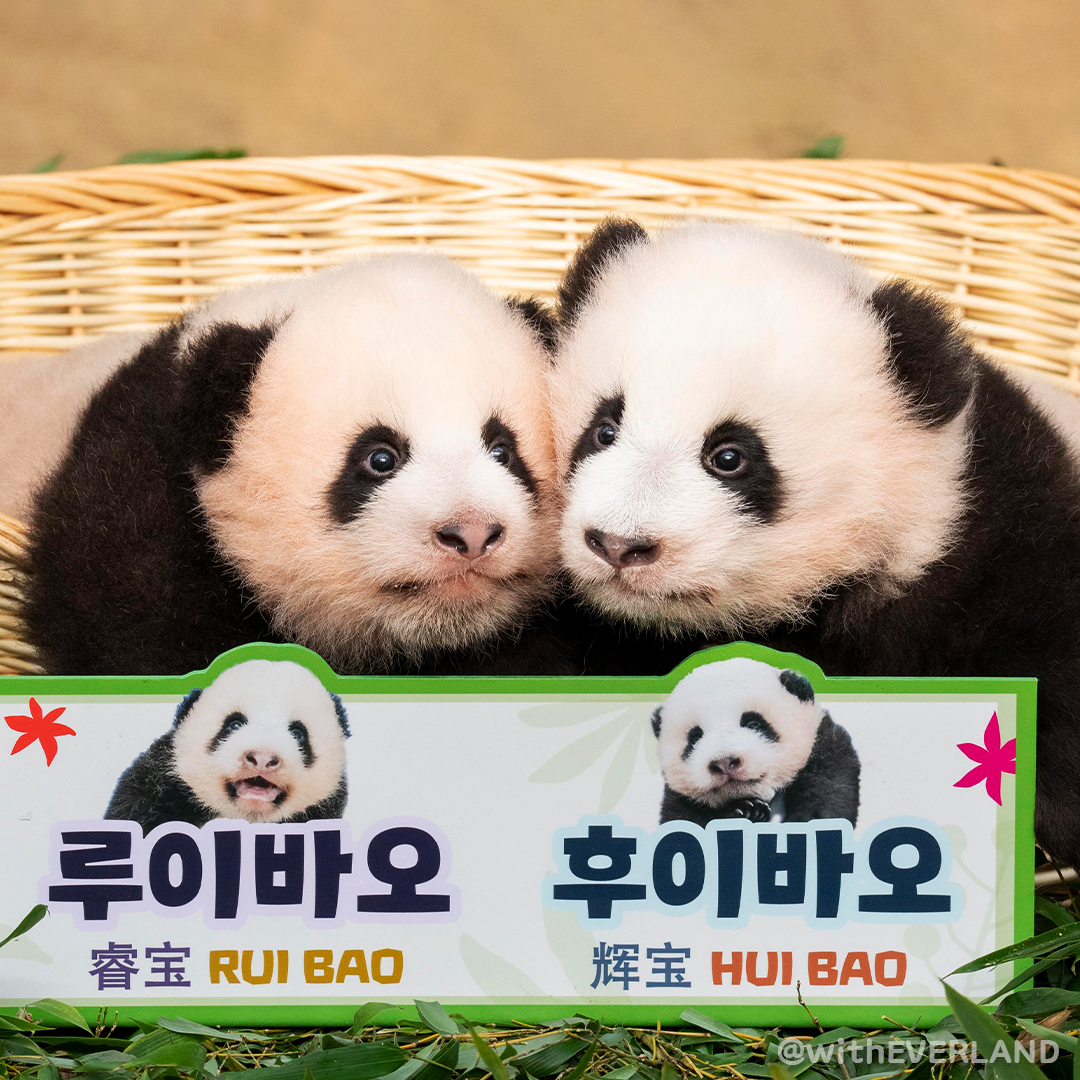 루이바오 후이바오 1